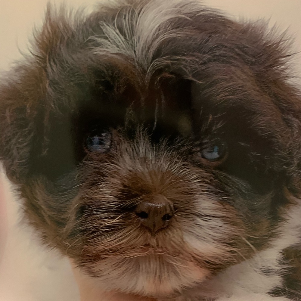Meet your Posher, Lucy